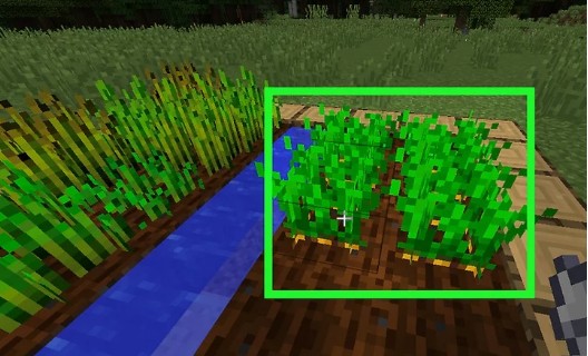 step 3-Plant carrots-How to get carrots in Minecraft
